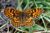 Melitaea athalia