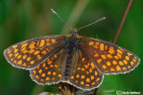 Melitaea aurelia