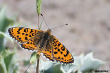 Melitaea trivia
