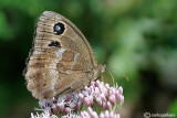 Minois dryas