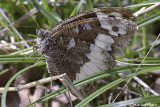   Kanetisa circe