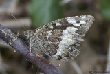   Kanetisa circe