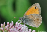   Coenonympha pamphilus