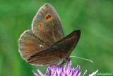 Erebia medusa