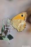 Pyronia tithonus