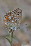 Polyommatus hispanus