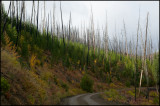 WM---2008-09-18--1595--Yellowstone---Alain-Trinckvel.jpg
