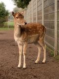 Hind