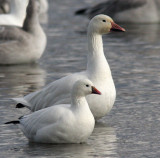 Oie des neiges et de Ross - Snow and Rosss Geese