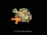 Frogfish Spawning