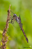 Great Blue Skimmer ♀