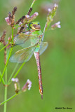 Common Green Darner