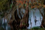 Cypress Trees