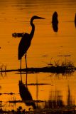 Great Blue Heron at Dusk