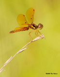 Eastern Amberwing ♂