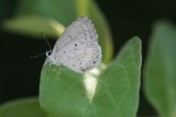 Summer Azure