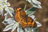 Silvery Checkerspot