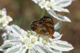 Silvery Checkerspot