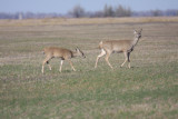 White-tailed deer
