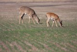 White-tailed deer