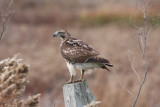 Red-tailed hawk