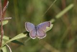 Eastern Tailed-Blue