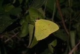 Cloudless Sulphur