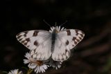 Checkered White