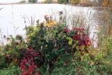 A Cornucopia Of Colors