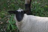Awwww or Should I Say Baaaaa