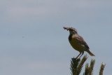 Eastern Meadowlark