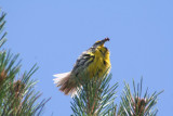 Eastern Meadowlark