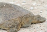 Smooth Softshell Turtle