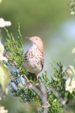 Brown Thrasher