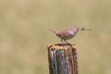House Wren