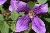 Clematis