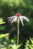 Pale Purple Coneflower