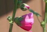 Hollyhock Buds