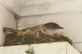 Eastern Phoebe Nesting