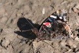 Red Admiral