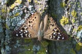 Hackberry Emperor