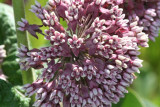 Common Milkweed