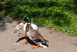Fighting Ducks