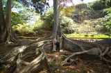 CX at big tree which is where they found the dinosaur eggs in the movie Jurassic Park DSC_0390.jpg