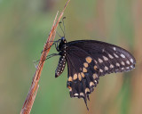 Black Swallowtail