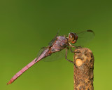 Roseate Skimmer