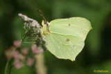Brimstone
