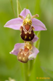 Bee Orchid detail
