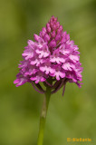 Pyramidal Orchid