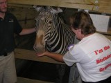 Bernice feeding zebra